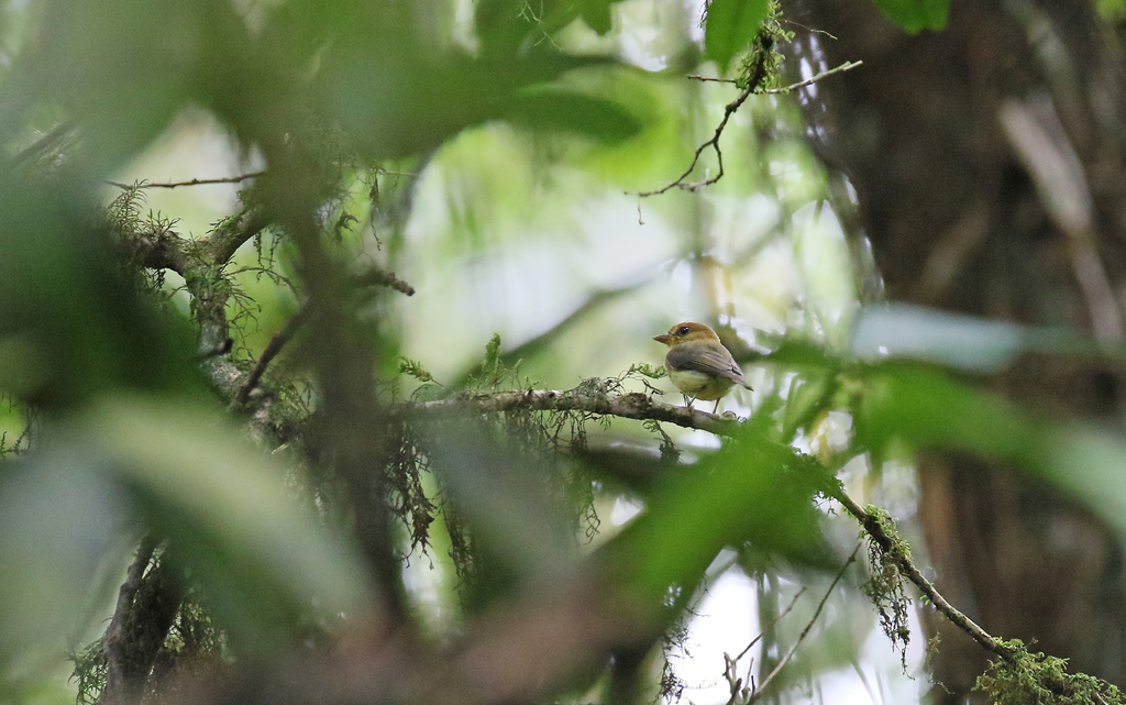 Yellow-throated Spadebill