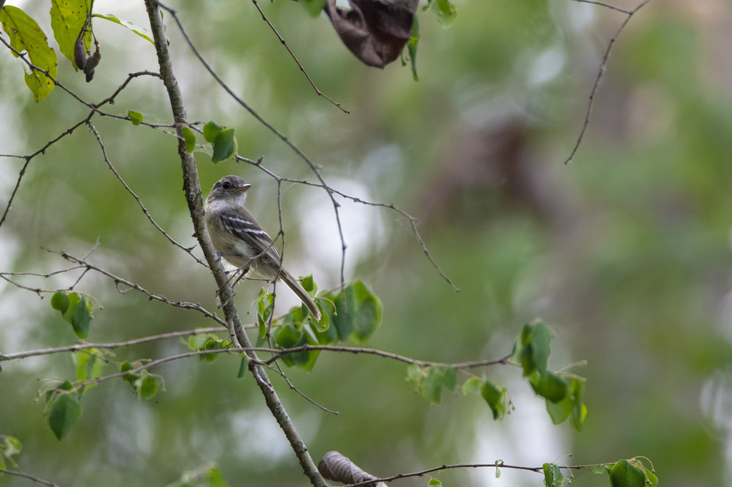 Grey-breasted Flycatcher