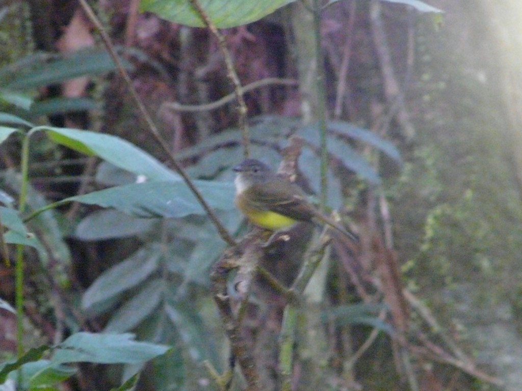 Tawny-chested Flycatcher