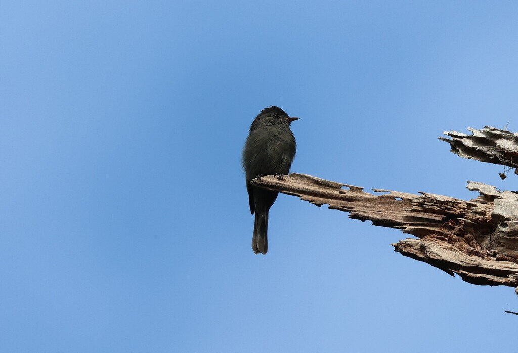 Blackish Pewee