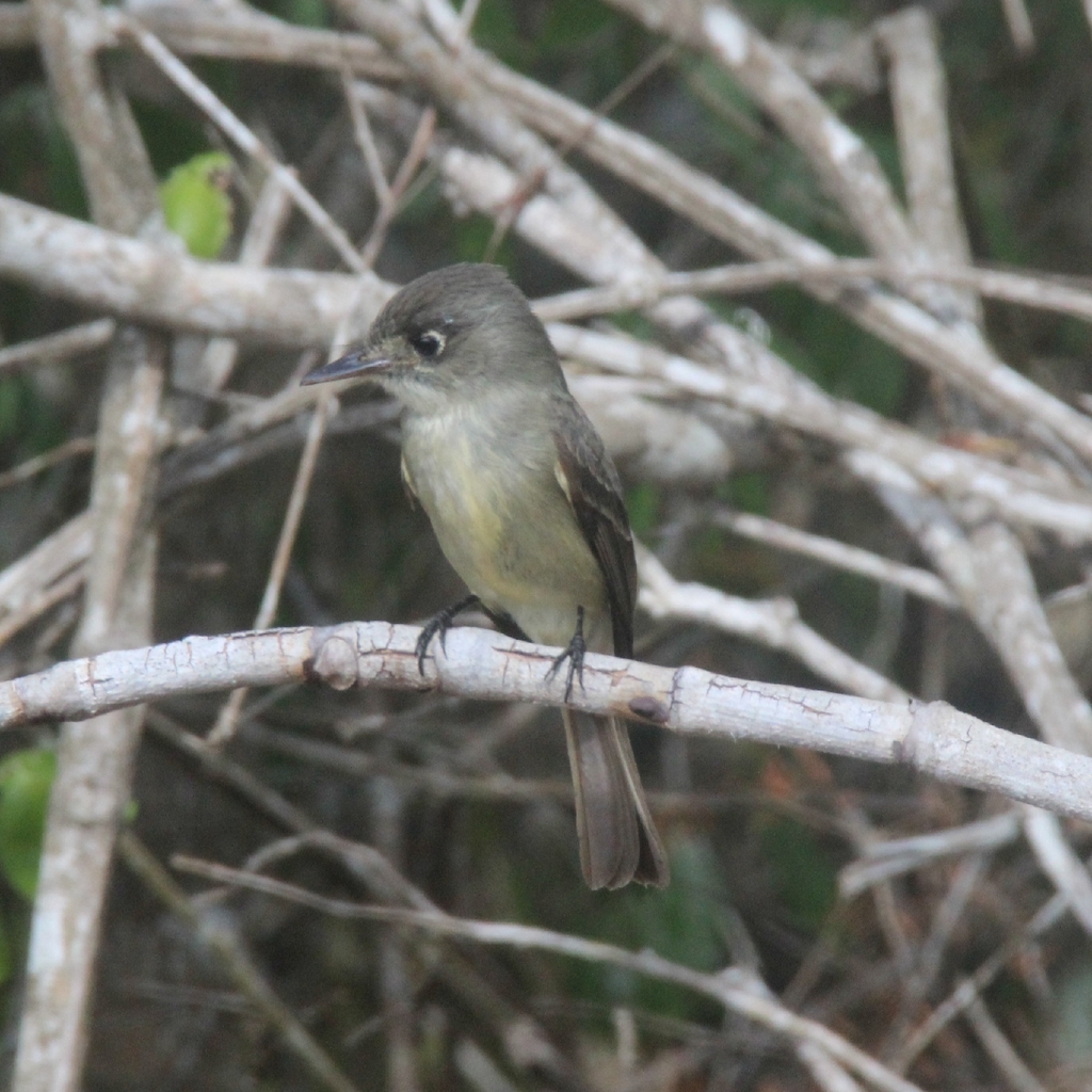 Cuban Pewee