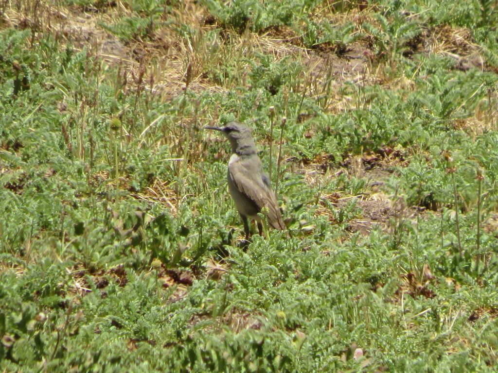 Black-fronted Ground Tyrant