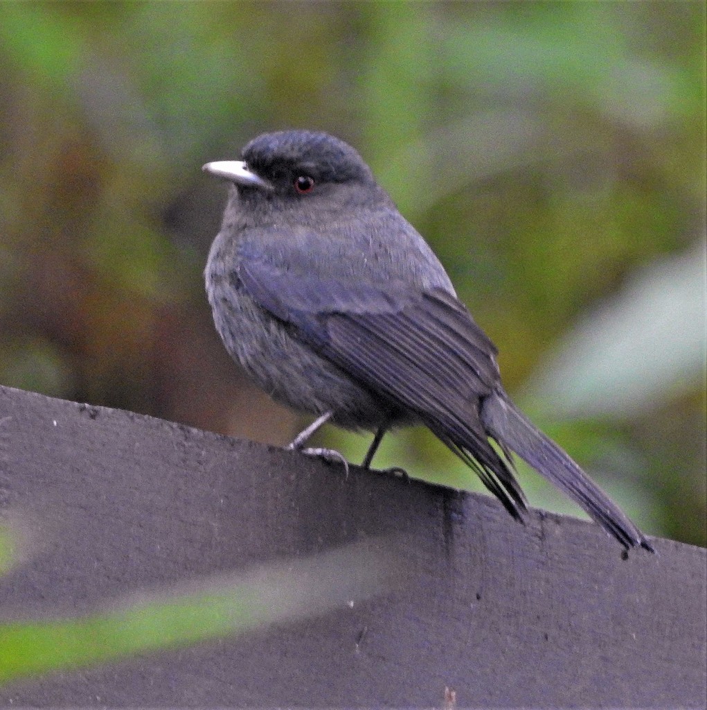 Plumbeous Tyrant