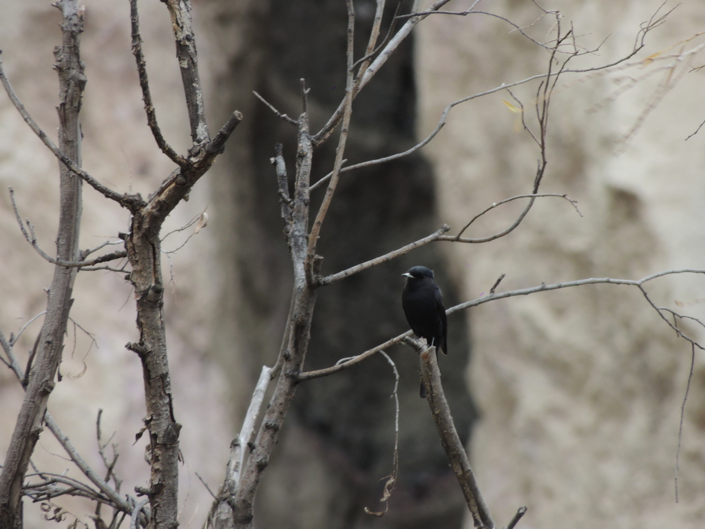 White-winged Black Tyrant