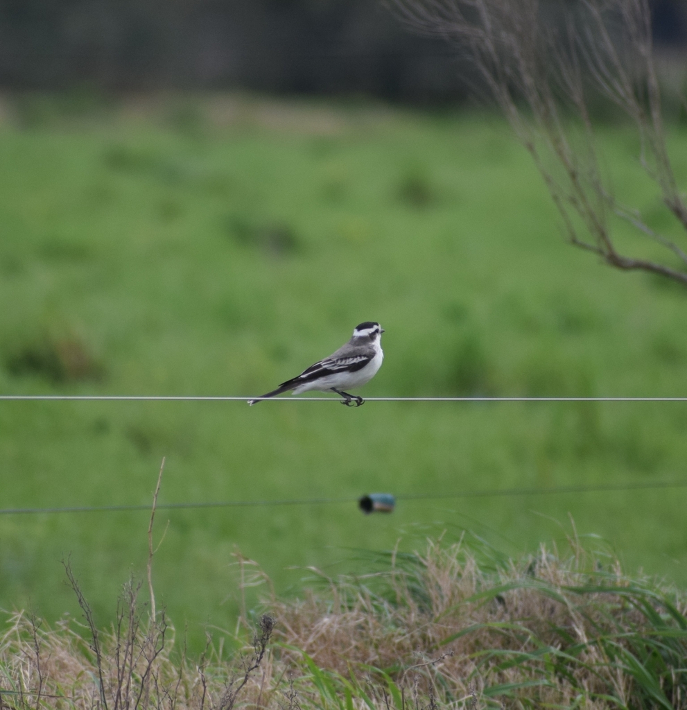 Black-crowned Monjita