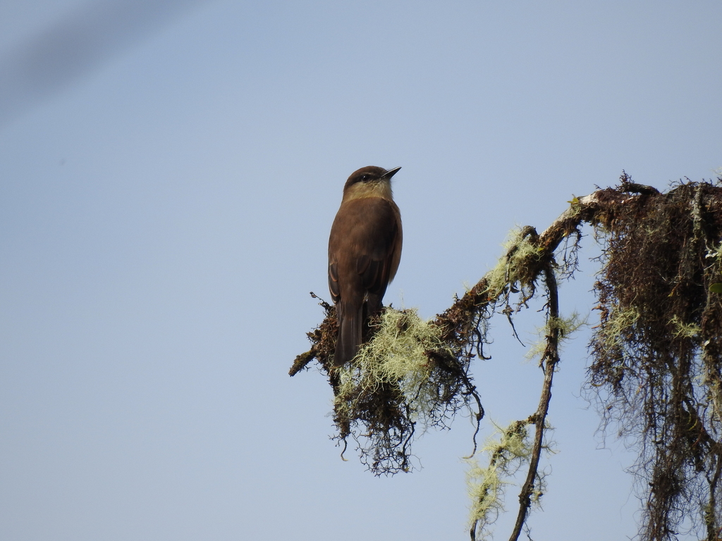 Rufous-bellied Bush Tyrant