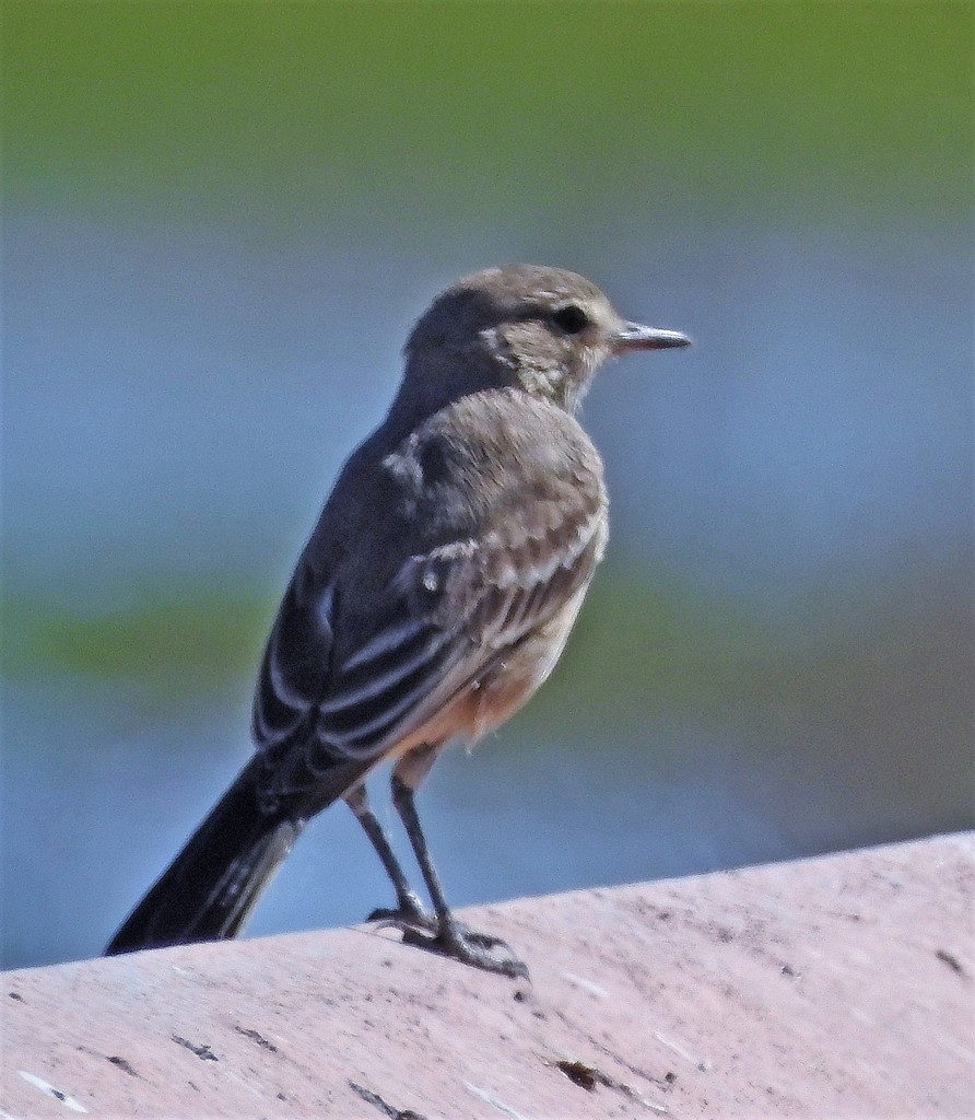Lesser Shrike-Tyrant