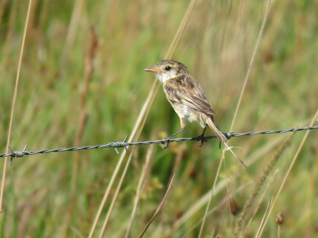 Strange-tailed Tyrant