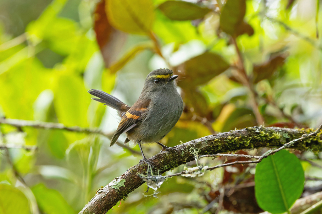Golden-browed Chat-Tyrant