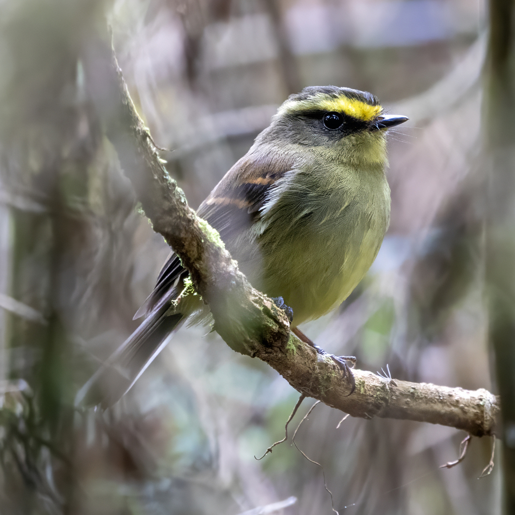 Yellow-bellied Chat-Tyrant