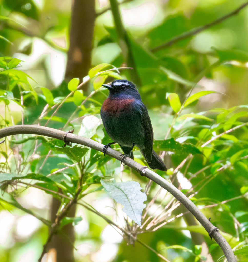 Maroon-belted Chat-Tyrant