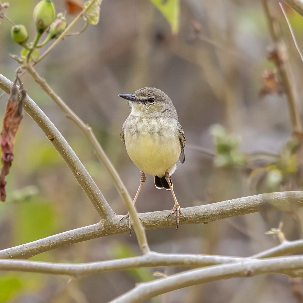 Short-tailed Field Tyrant