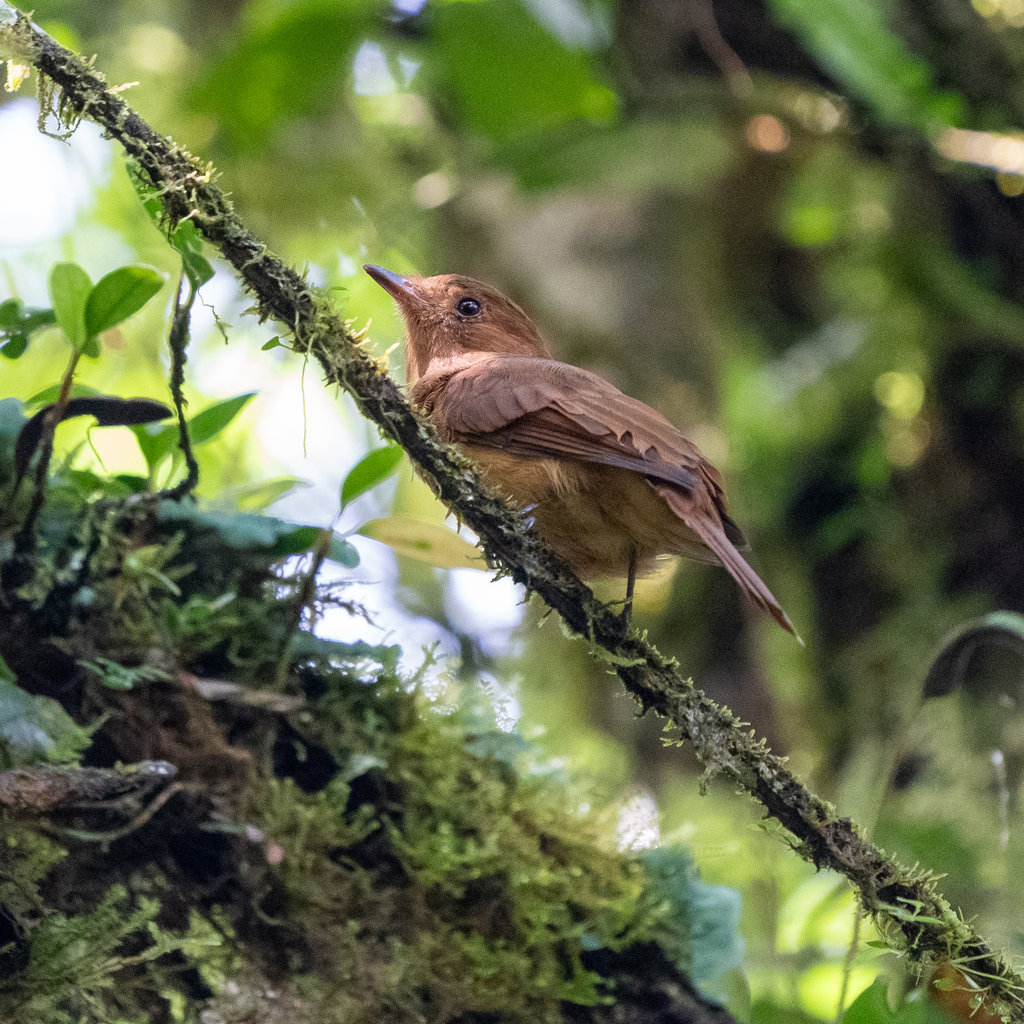 Rufous Mourner