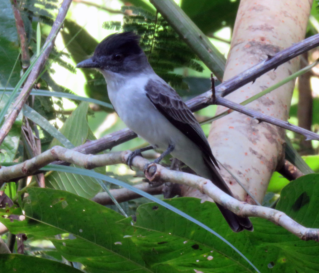 White-rumped Sirystes