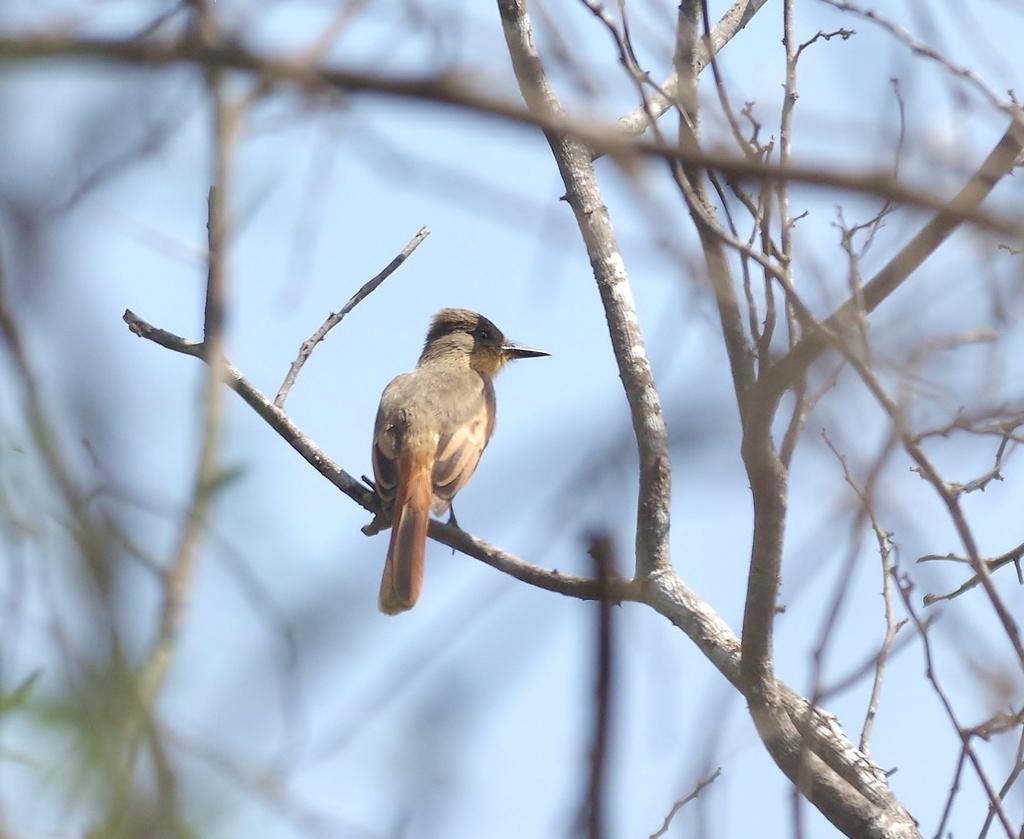 Rufous Flycatcher