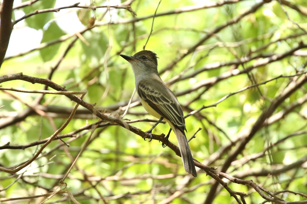 Venezuelan Flycatcher