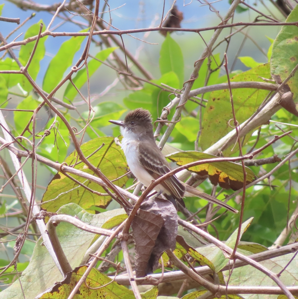 Puerto Rican Flycatcher
