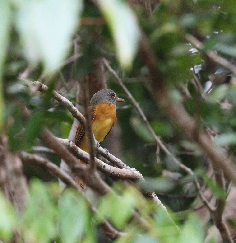 Citron-bellied Attila