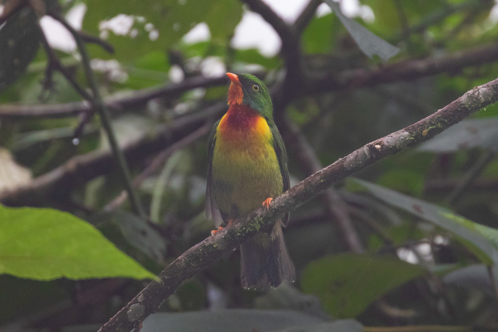 Scarlet-breasted Fruiteater