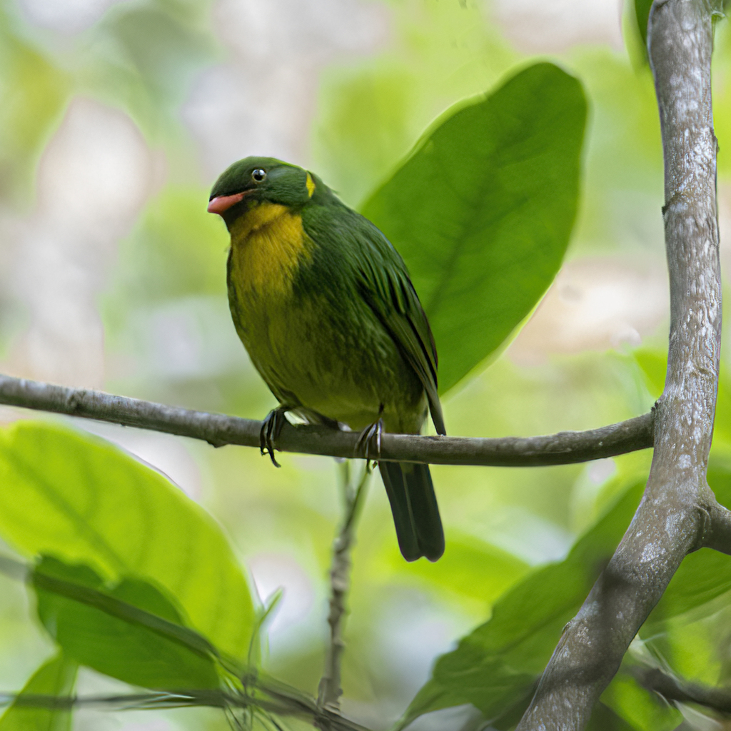 Golden-breasted Fruiteater
