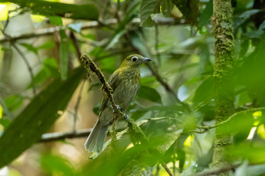 Grey-tailed Piha