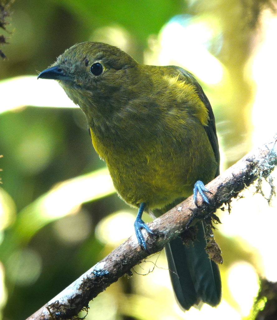 Olivaceous Piha