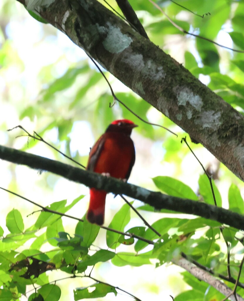 Guianan Red Cotinga