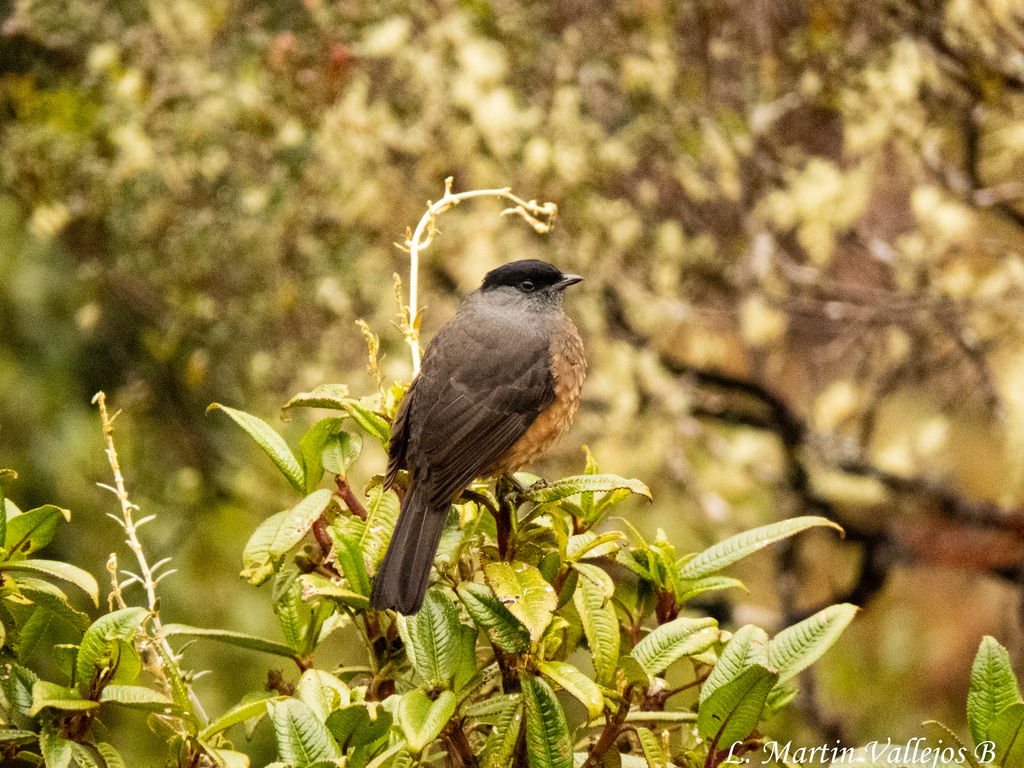 Bay-vented Cotinga