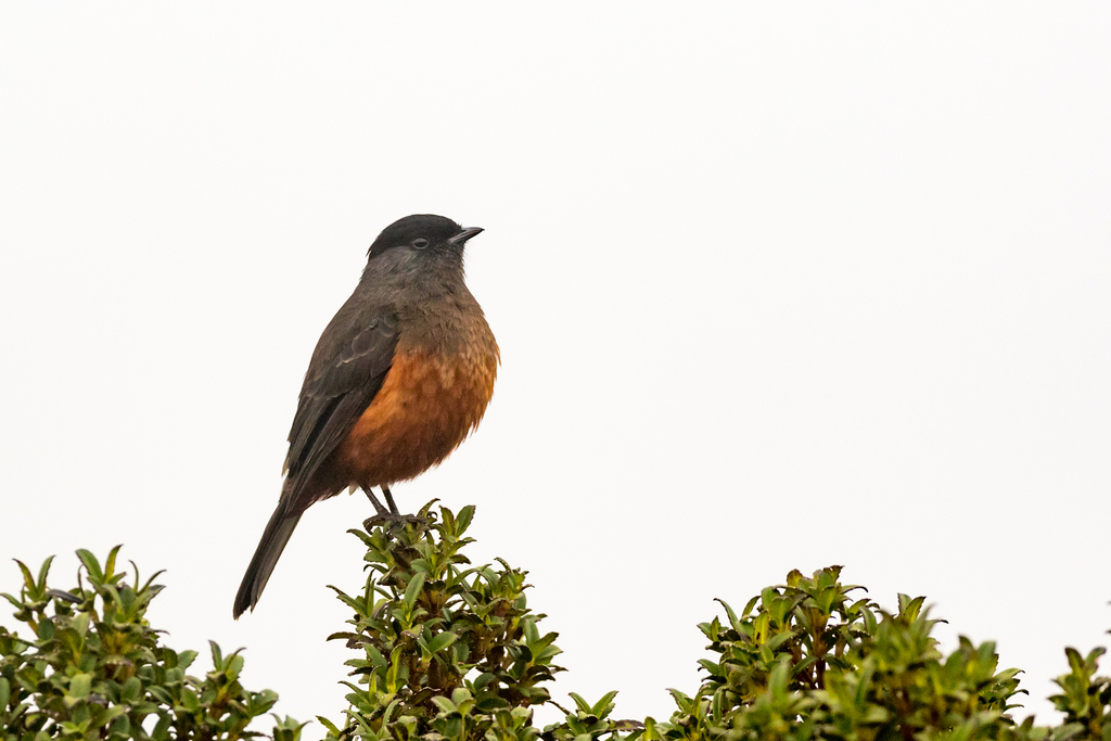 Chestnut-bellied Cotinga