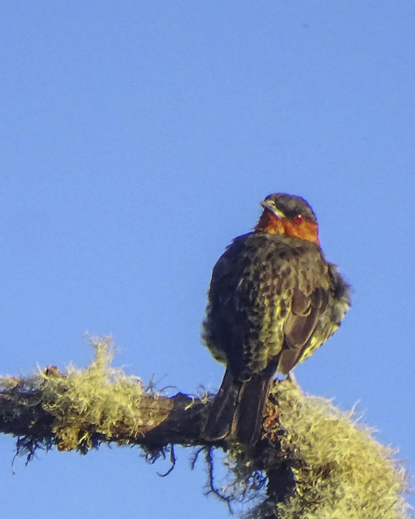 Chestnut-crested Cotinga