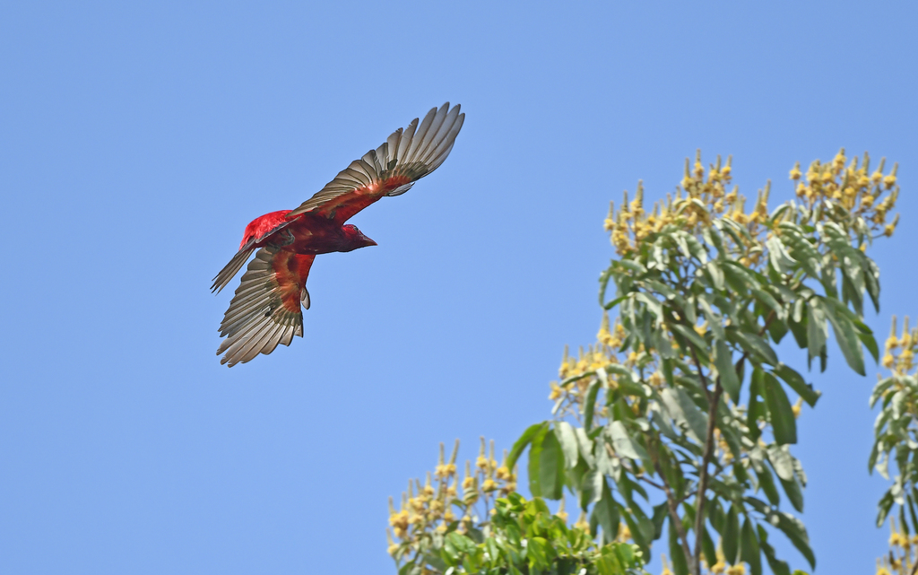 Crimson Fruitcrow