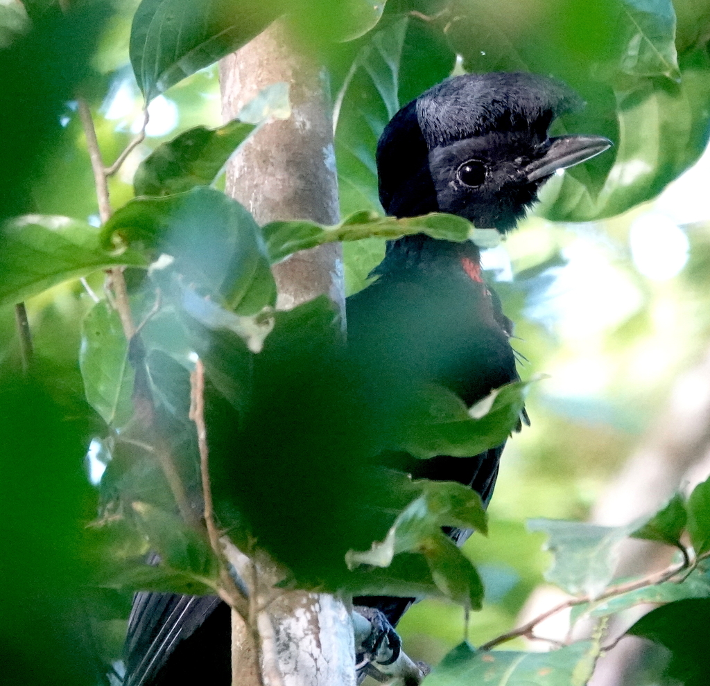 Bare-necked Umbrellabird