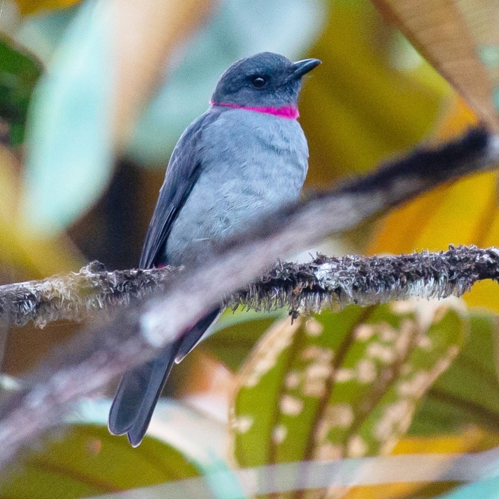 Rose-collared Piha