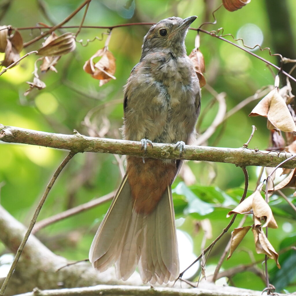 Cinnamon-vented Piha