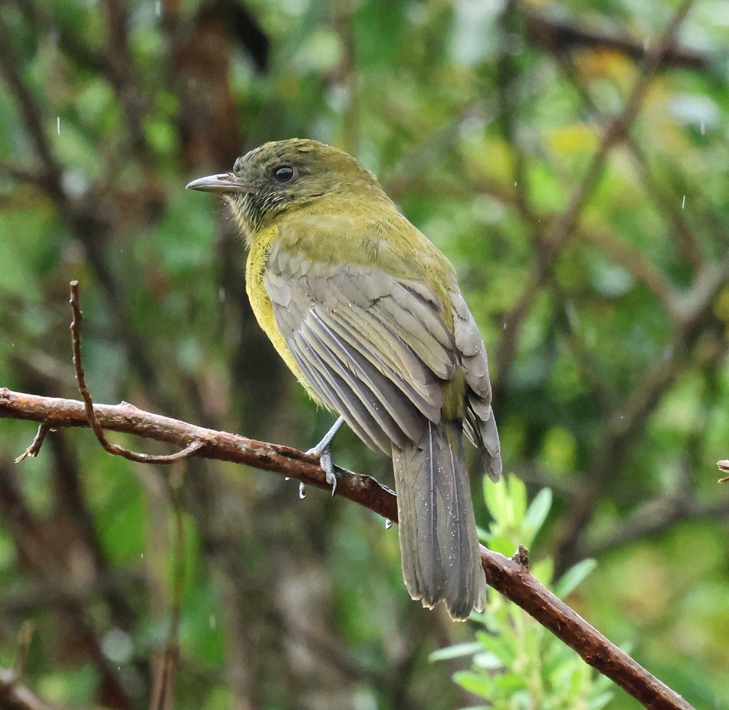 Grey-winged Cotinga