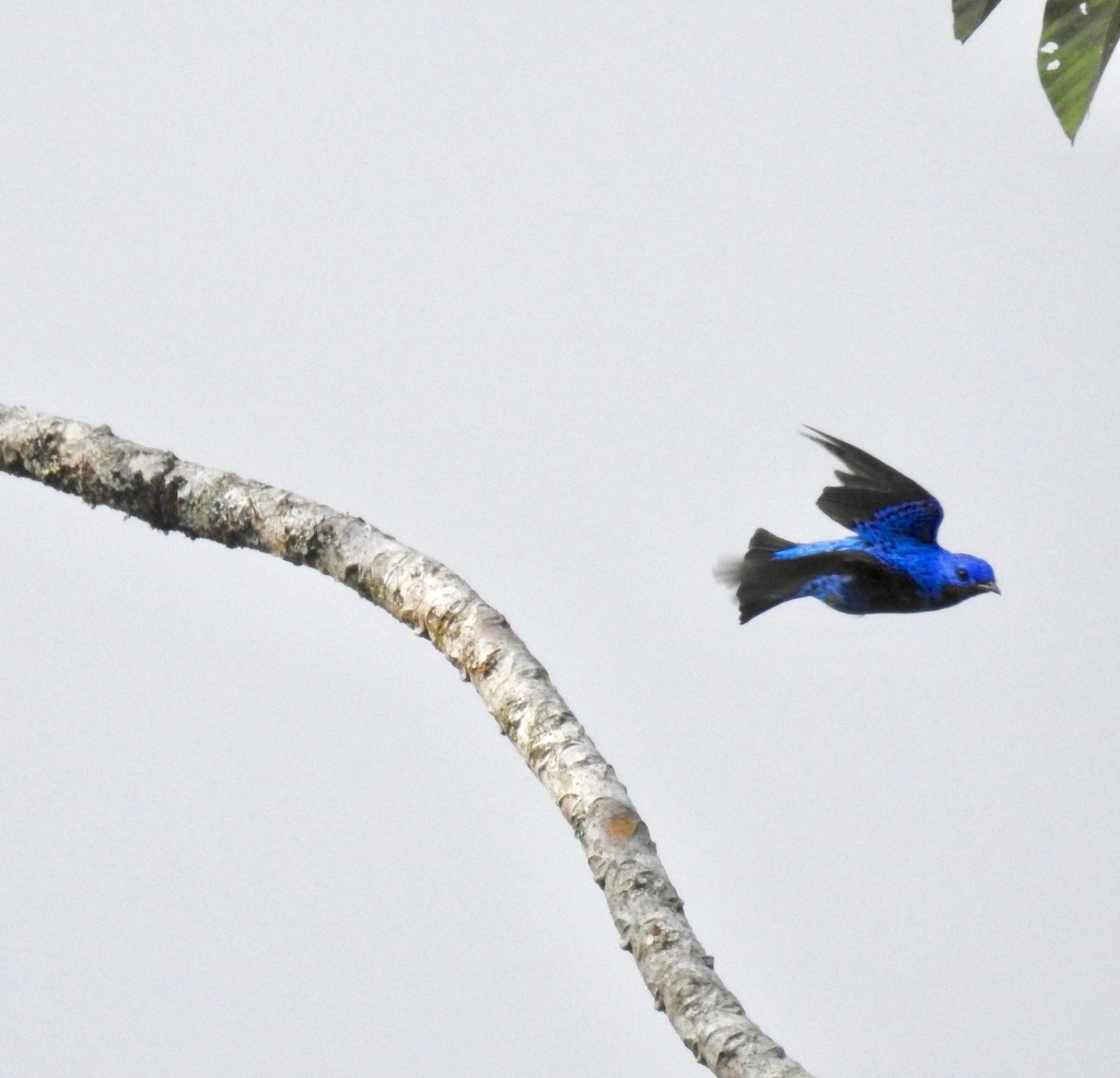 Banded Cotinga