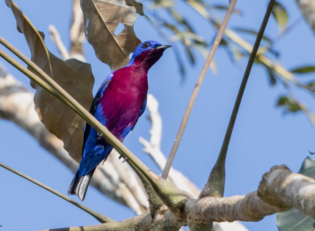 Purple-breasted Cotinga