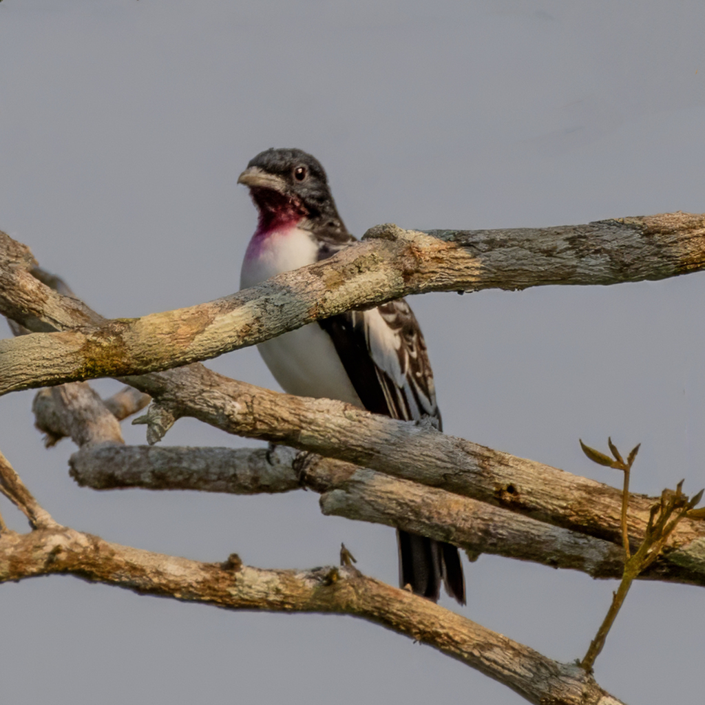 Purple-throated Cotinga
