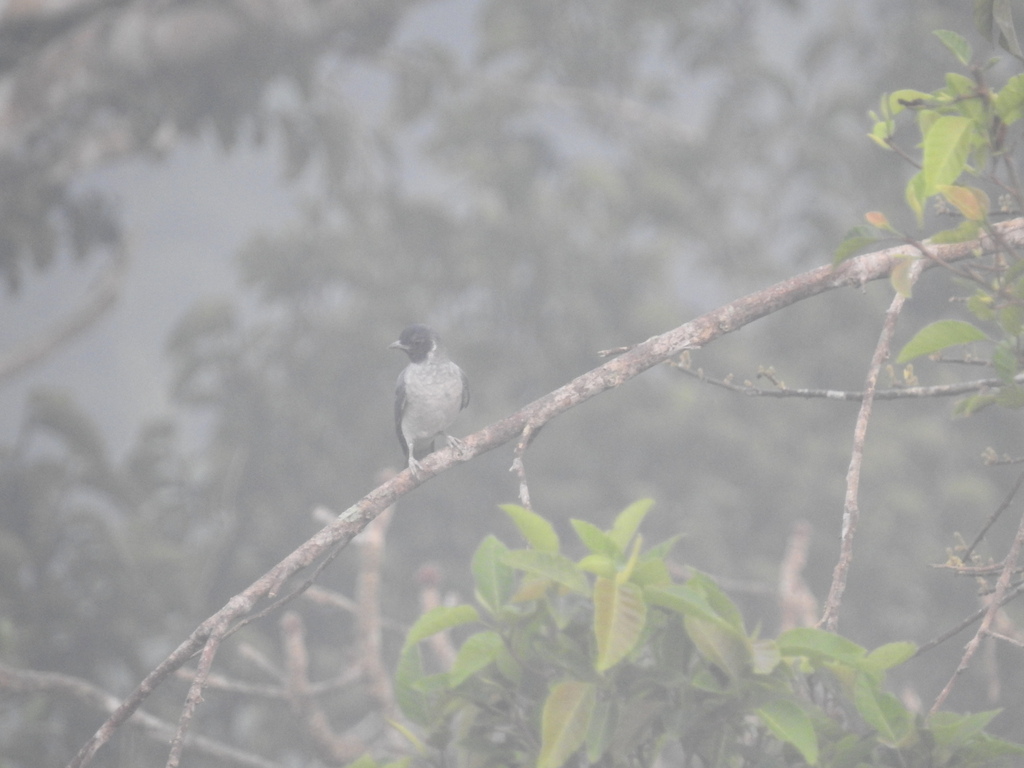 Black-faced Cotinga
