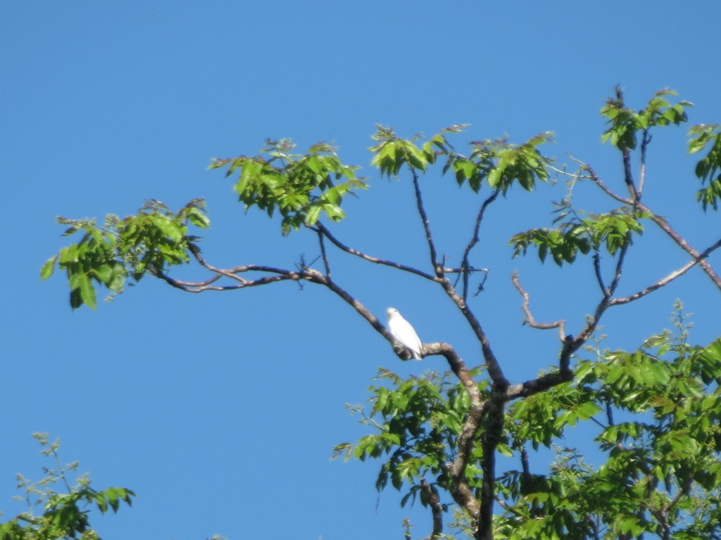 Yellow-billed Cotinga