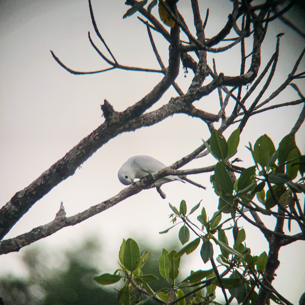 Snowy Cotinga