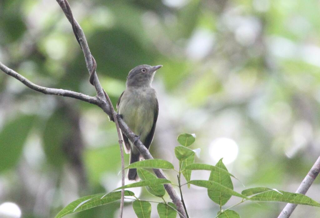 Saffron-crested Tyrant-Manakin