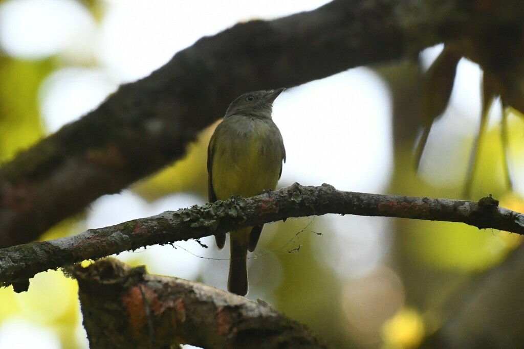 Wied’s Tyrant-Manakin