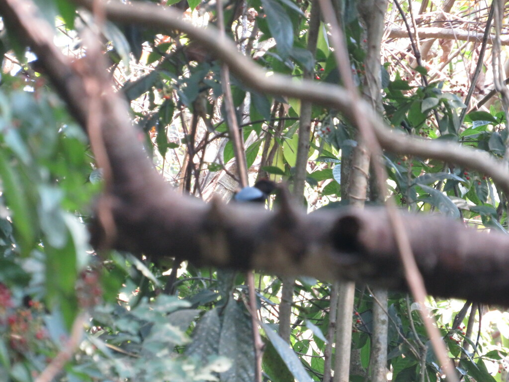 Yungas Manakin