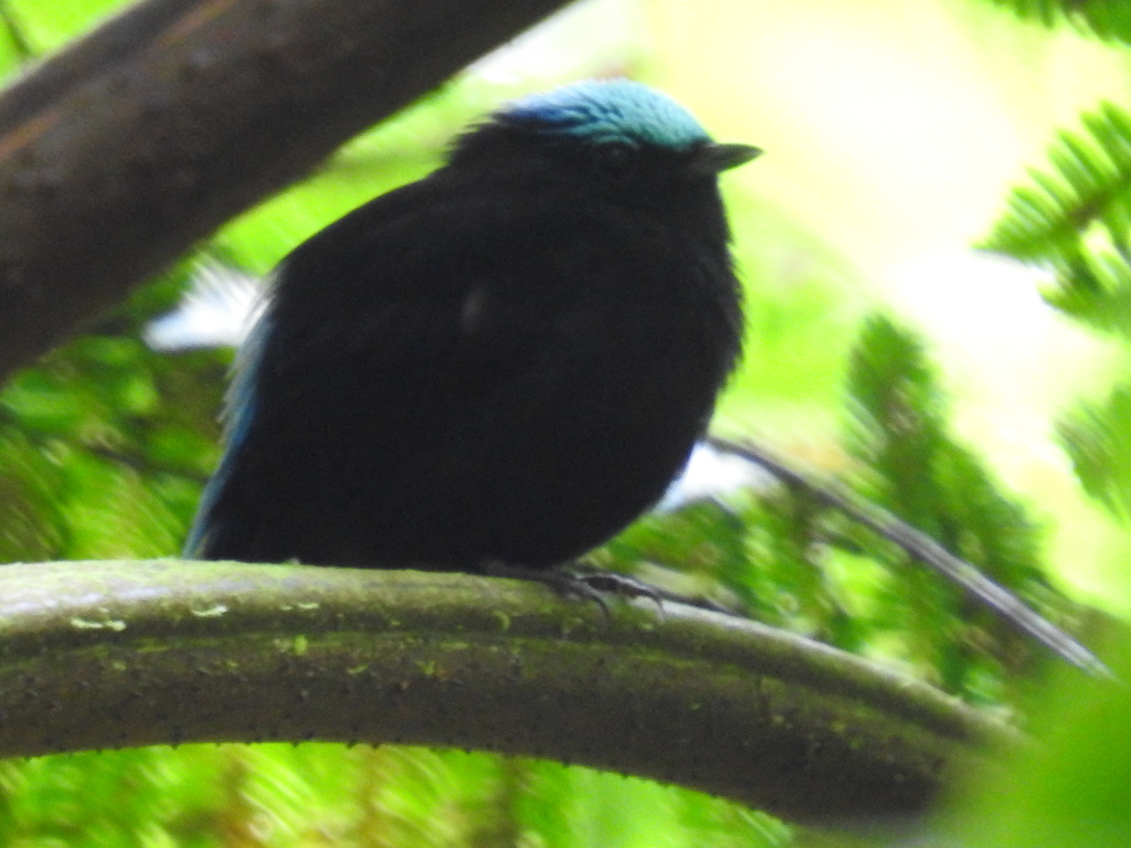 Cerulean-capped Manakin