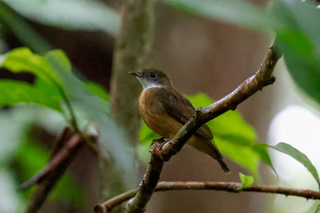 Orange-crested Manakin