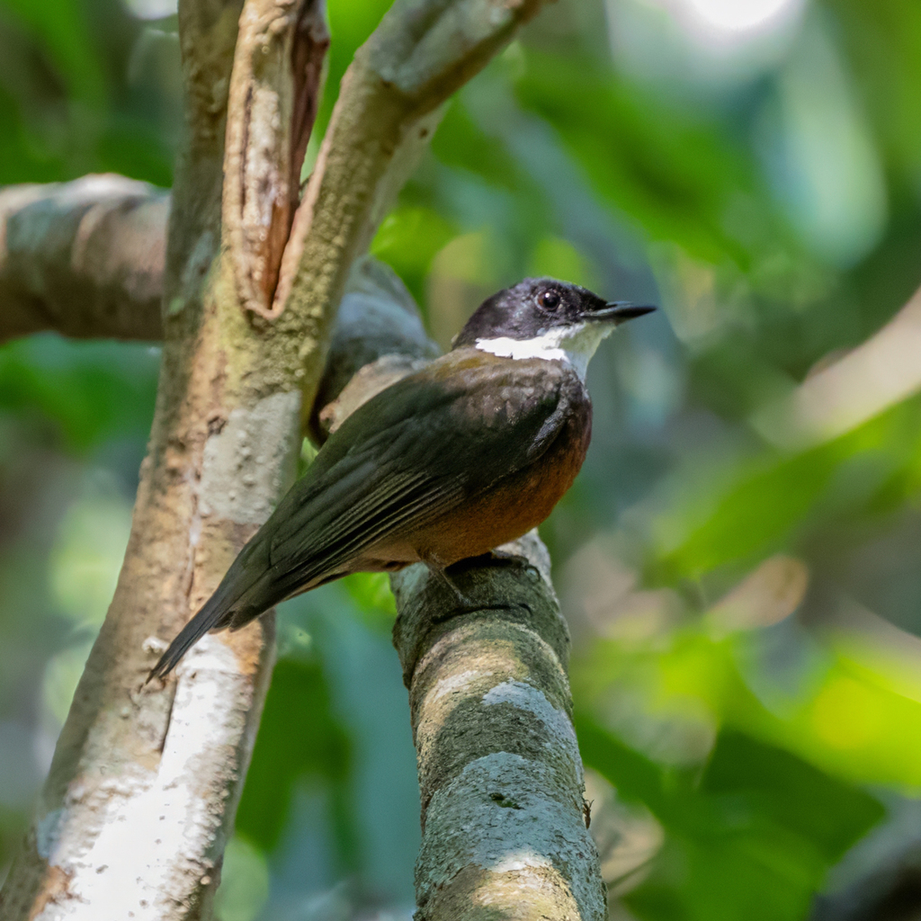 Flame-crested Manakin
