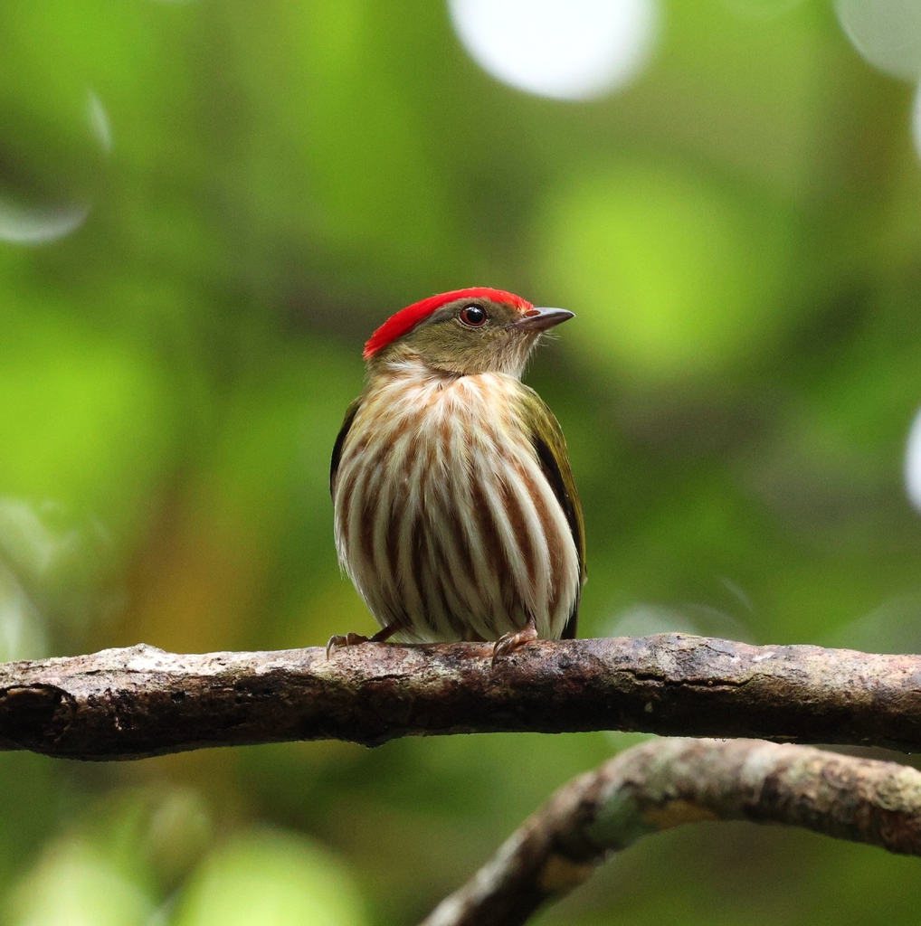Kinglet Manakin