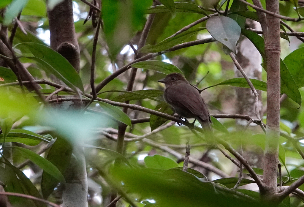 Guianan Schiffornis