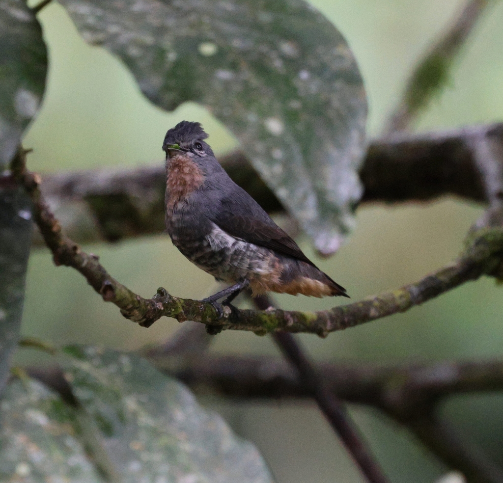 Buff-throated Purpletuft